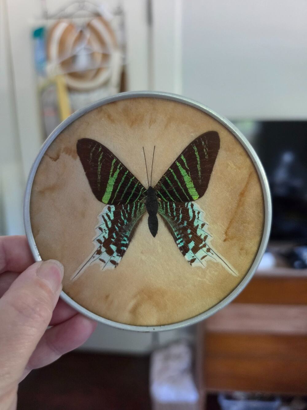Real Butterfly/Butterfly Wing Art Trinket Dish 4¼"